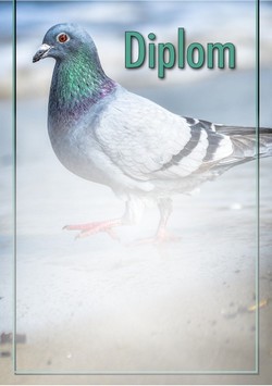diplom 43